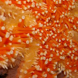 close-up of underside of seven-armed starfish