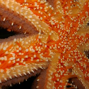 seven-armed starfish (Astrostole scabra)