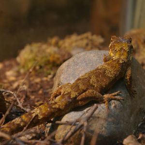 forest gecko (Hoplodactylus granulatus)