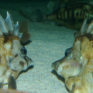 southern pigfish (Congiopodus leucopaecilus)