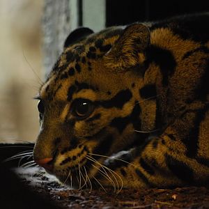 Indochinese clouded leopard