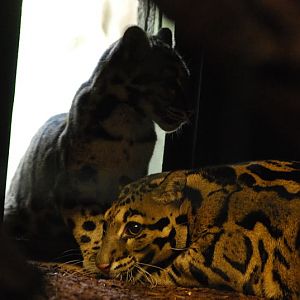 Indochinese clouded leopard