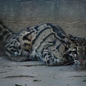 Indochinese clouded leopard