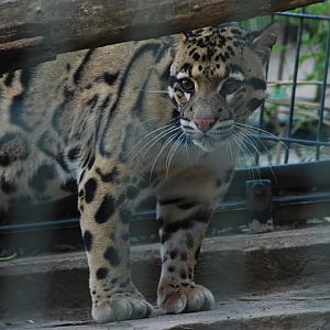 Indochinese clouded leopard