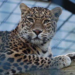 Indian leoaprd