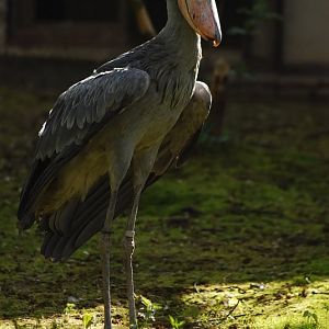 Shoebill