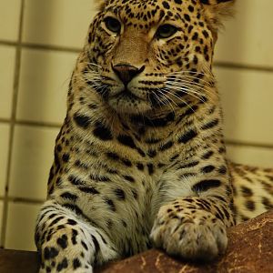 Indian leopard