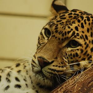Indian leopard