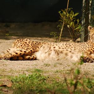 Southwestafrican cheetah