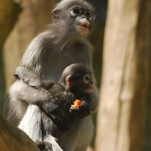 Dusky leaf monkey with baby