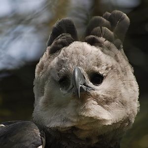 Harpy eagle
