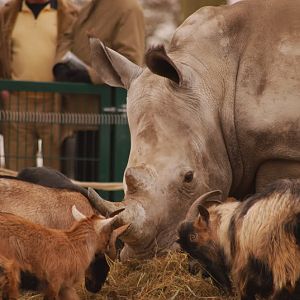 Southafrican white rhino