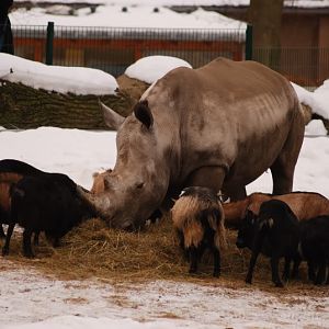 Southafrican white rhino
