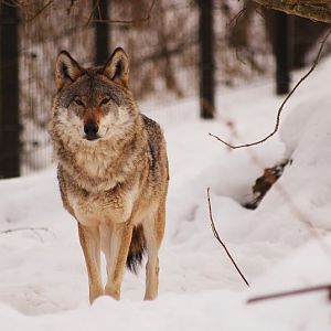 European wolf