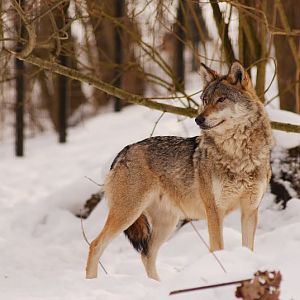 European wolf