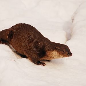 European otter