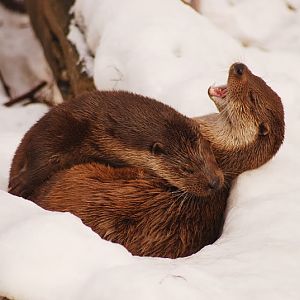 European otter