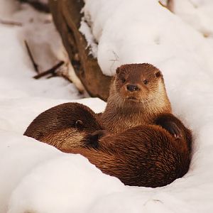 European otter