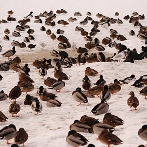 Many many ducks