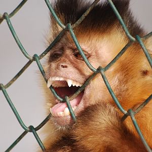 Bearded capuchin