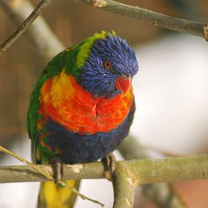 Swainson's lorikeet
