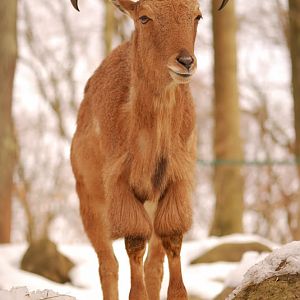 Barbary sheep