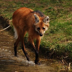 Maned wolf