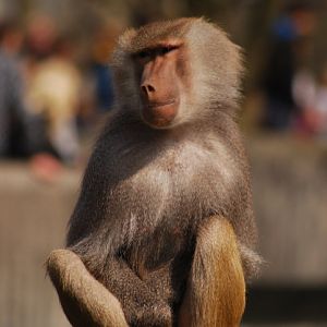 Hamadryas baboon