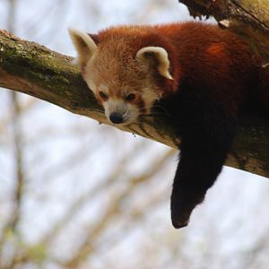 Western red panda