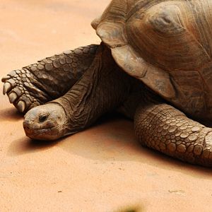 Aldabra giant tortoise