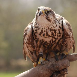 Saker falcon