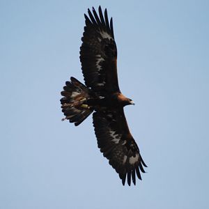 Golden Eagle