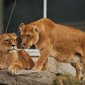 Both lions at munich zoo