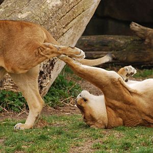 Playing lions at munich zoo