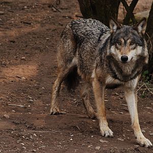 European wolf