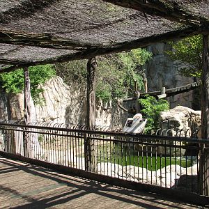 Asian Falls - Malayan Sun Bear Exhibit Viewing Area