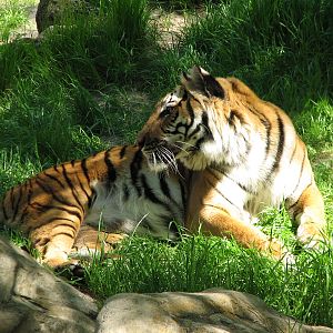 Asian Falls - Malayan Tiger