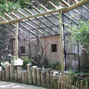 Asian Falls - Lesser Bird of Paradise Exhibits