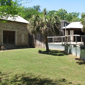 Australian Outback - Red Kangaroo Exhibit