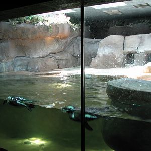 African Penguin Exhibit