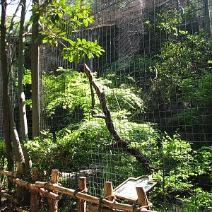 Raptor Canyon - African Crowned Eagle Exhibit