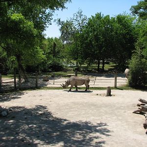 African Savannah - Black Rhino Exhibit