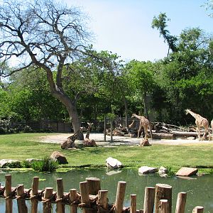 African Savannah - Reticulated Giraffe, Ostrich, and Whooper Swan Exhibit