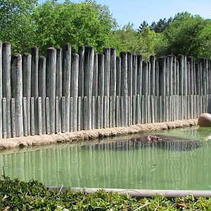 African Savannah - Hippopotamus Exhibit