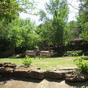 Grants Zebra and Warthog Exhibit