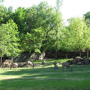 Lesser Kudu, Gerenuk, and Ground Hornbill Exhibit