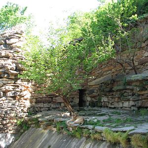 African Lion Exhibit