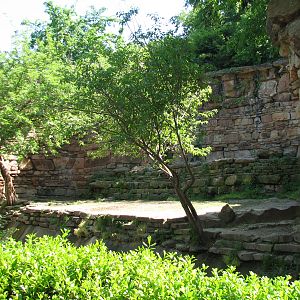 African Lion Exhibit