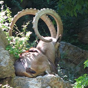 Nubian Ibex