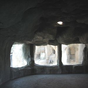 World of Primates - Interior Gorilla Exhibit Viewing Cave
